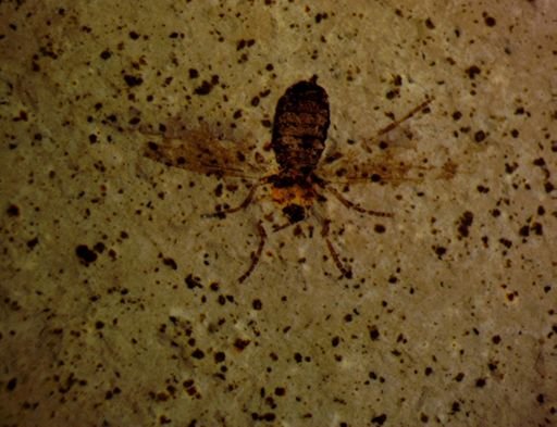 undet. Bibionidae