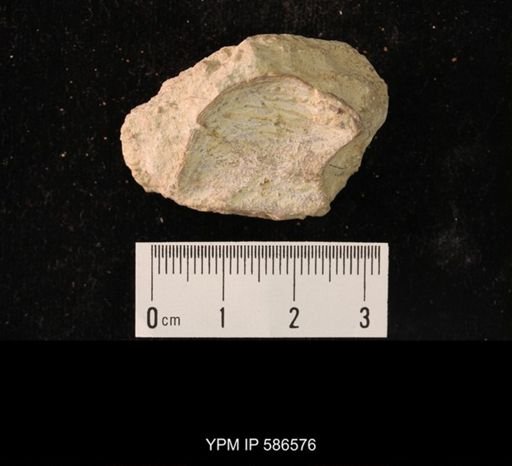 Conocoryphe sulzeri