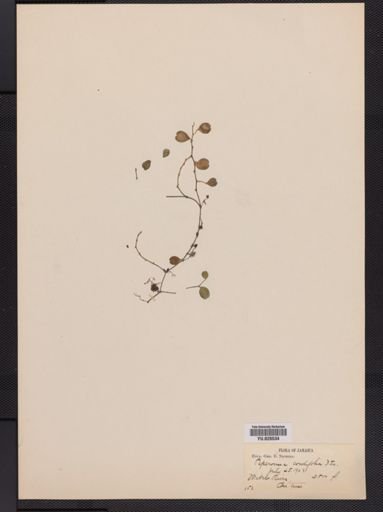 Peperomia