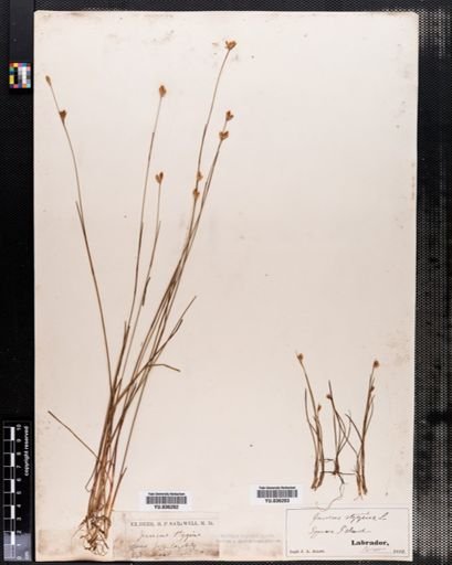 Juncus stygius