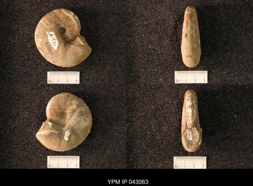 Hoploscaphites nicolletii