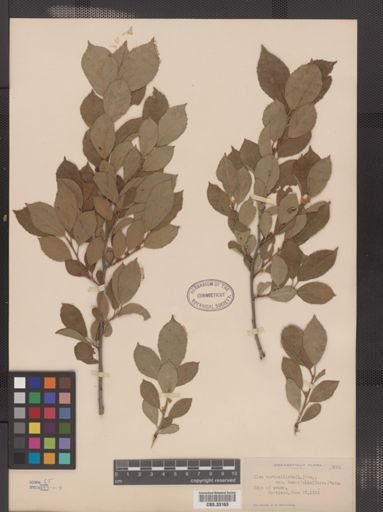 Ilex verticillata var. tenuifolia