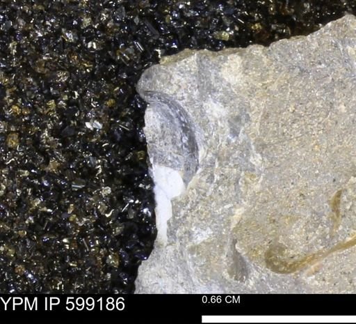 Platystrophia sp.