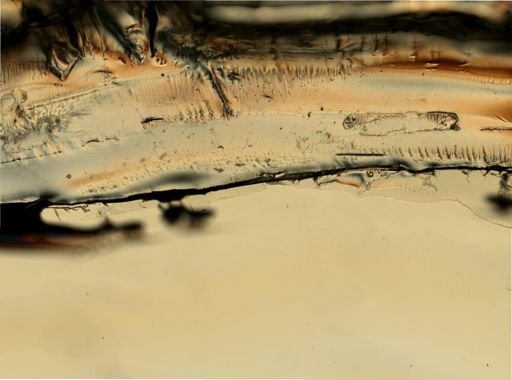 Prosthogonimus macrorchis