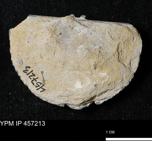 Stropheodonta navalis boonensis
