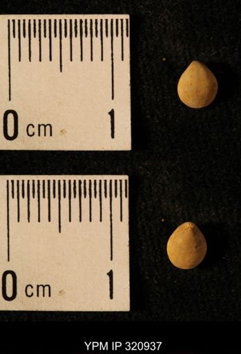 Dielasma elongatum