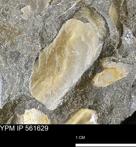 undet. Bivalvia