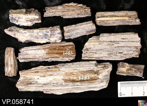 undet. Actinopterygii