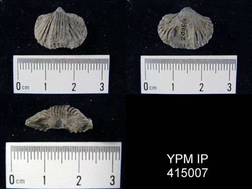 undet. Rhynchonellida