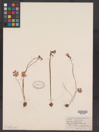 Oxalis violacea