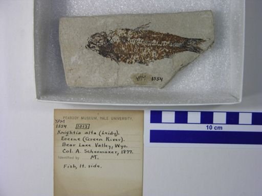 Knightia alta