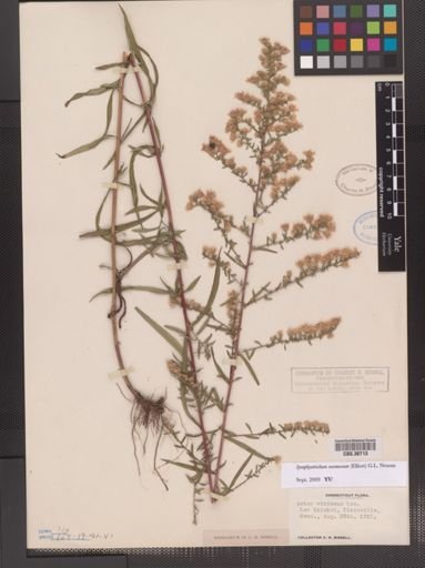 Symphyotrichum racemosum
