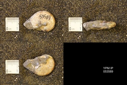 Discoscaphites conradi