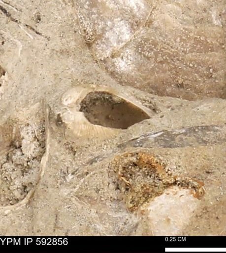undet. Bivalvia