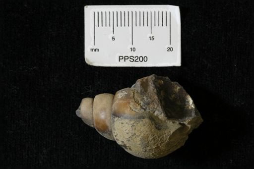 undet. Gastropoda