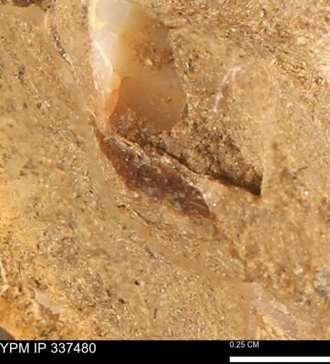undet. Bivalvia