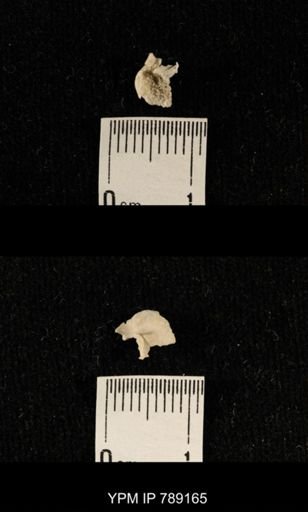 undet. Brachiopoda