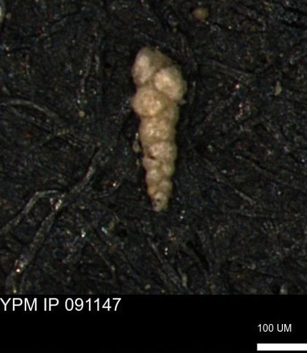 Verneuilinoides kansasensis
