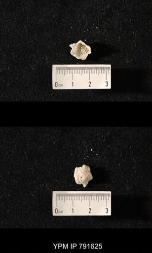 undet. Brachiopoda