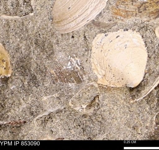 Limopsis striatopunctatus