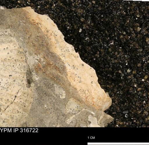 undet. Mollusca