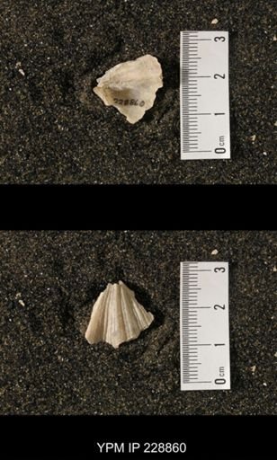 Neospirifer triplicatus