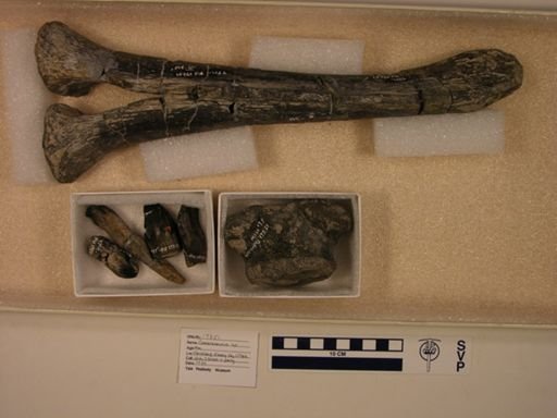 Camarasaurus sp.
