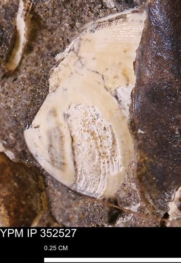 Limopsis striatopunctatus