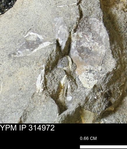 undet. Scaphitidae