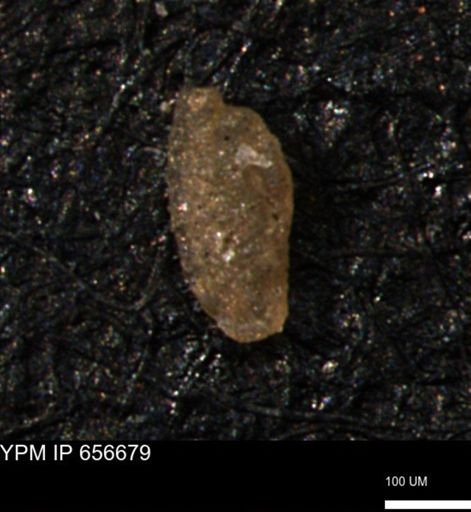 Miliammina manitobensis