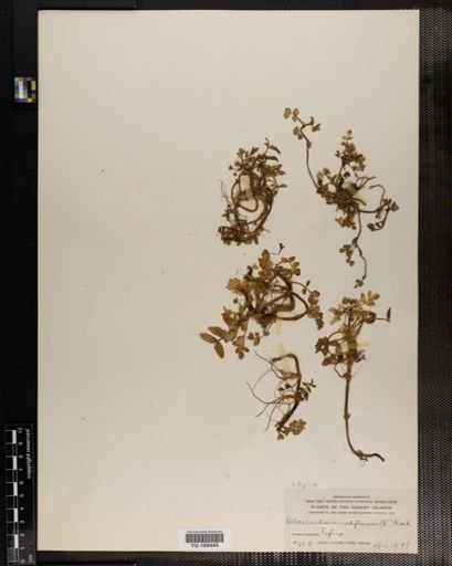 Plantae