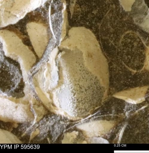 Protocardia sp.