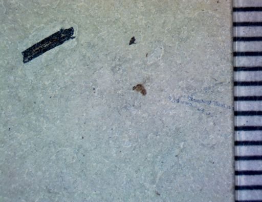 undet. Diptera