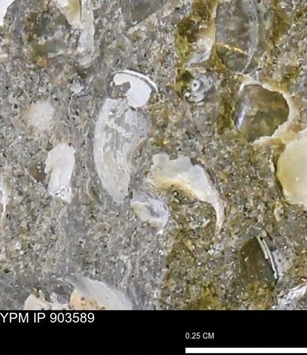 undet. Mollusca