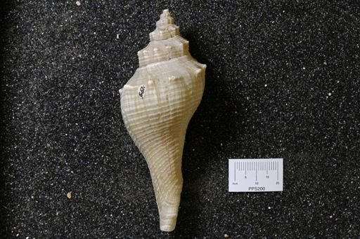Fusus sp.