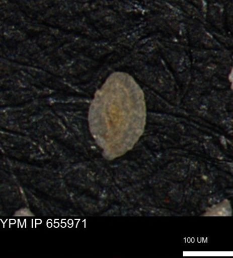 Spirolocammina planula