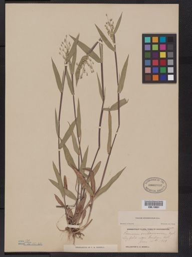 Panicum oligosanthes