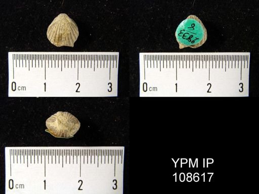 Rhynchospira formosa