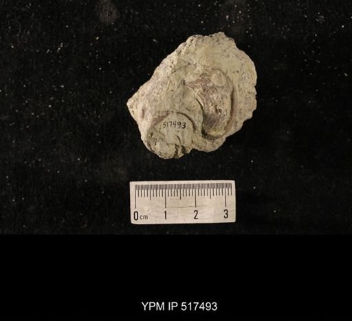 Cyclonema sp.