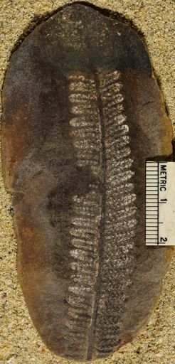 Pecopteris