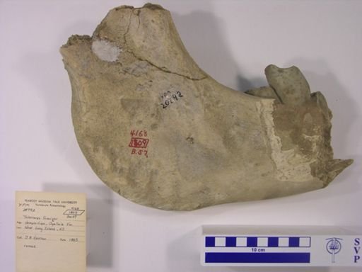 Teleoceras fossiger
