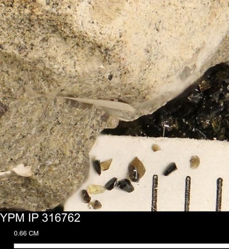 undet. Mollusca