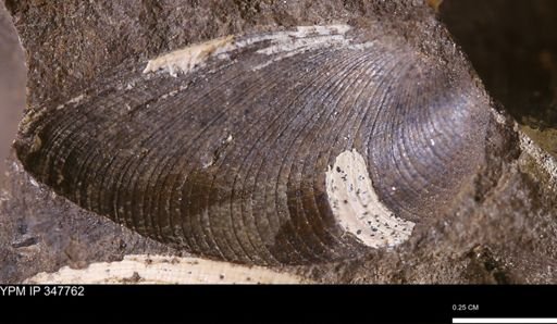 Limopsis striatopunctatus