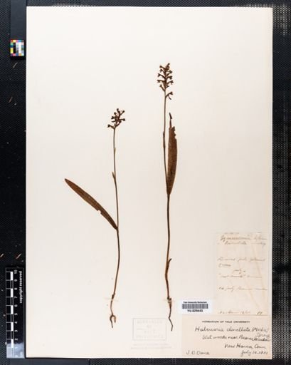 Platanthera clavellata