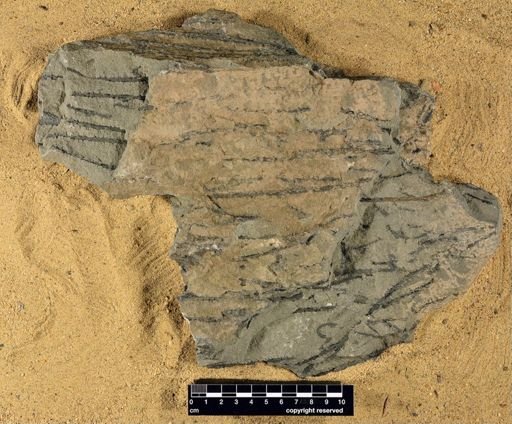 Sawdonia ornata