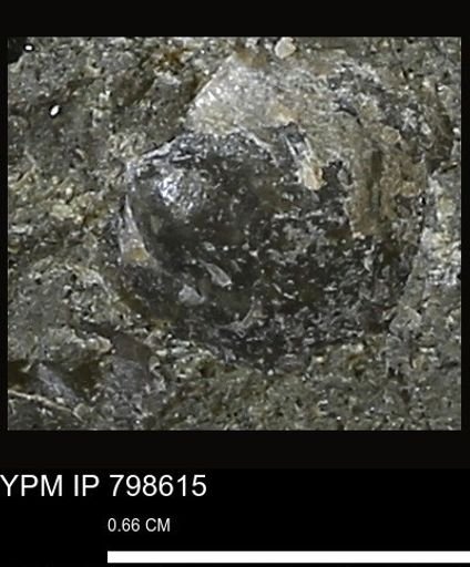 Oxytoma (Hypoxytoma) nebrascana