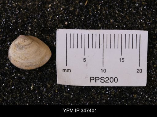 Limopsis striatopunctatus