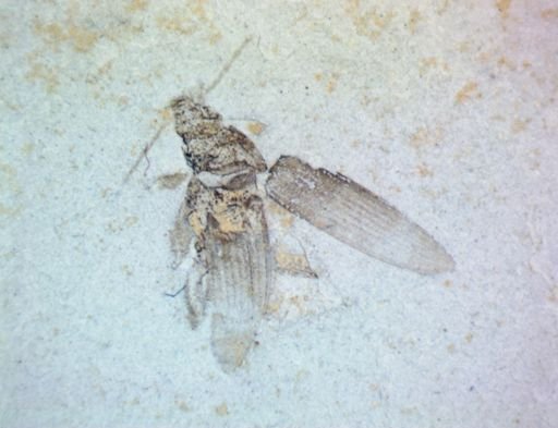 undet. Coleoptera