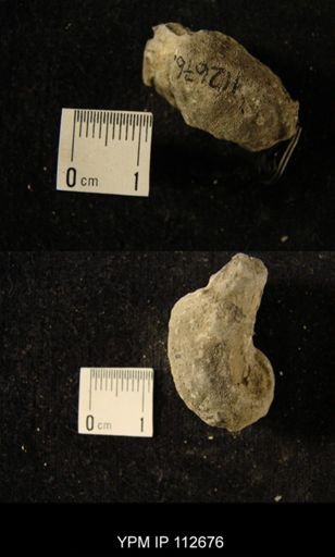 undet. Bryozoa
