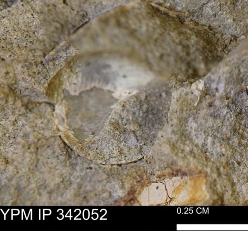 undet. Gastropoda